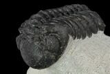 Austerops Trilobite - Visible Eye Facets #119992-2